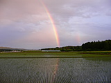 田んぼと２本の虹